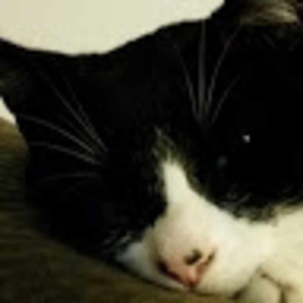 Meet your Posher, Kassandra